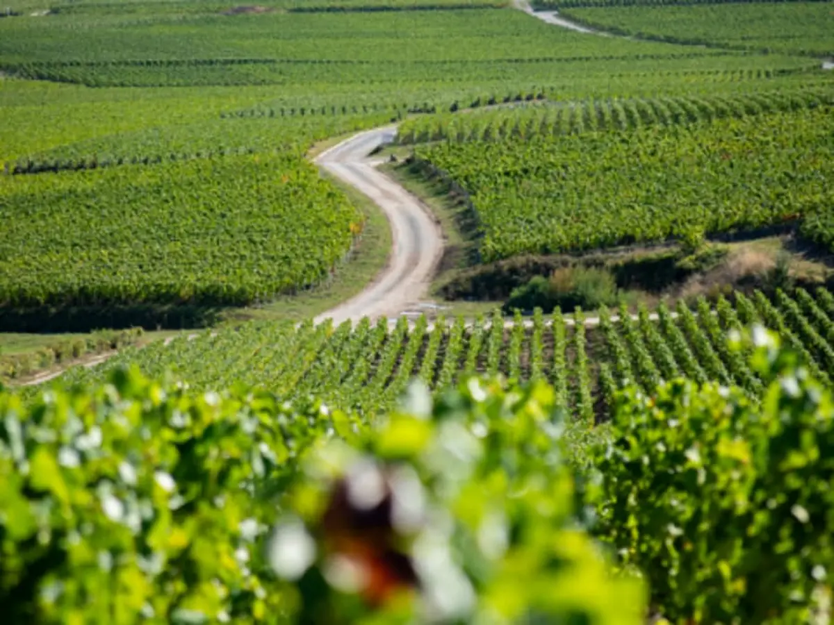 Visite guidée d'une journée dans le  Vignoble de Champagne (51)