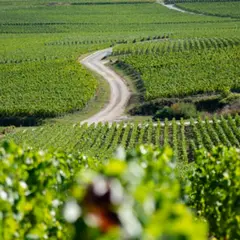Visite guidée d'une journée dans le  Vignoble de Champagne (51)