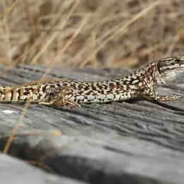 Visite guidée Dans la peau d’un reptile