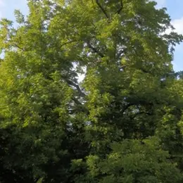 Visite guidée de l'Arboretum de Paris