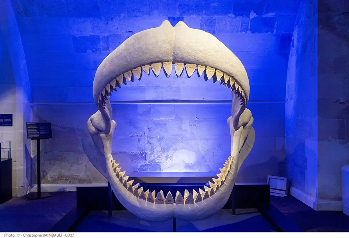 Visite guidée de l'exposition La Touraine Tropicale