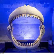 Visite guidée de l'exposition La Touraine Tropicale