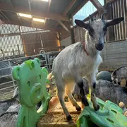 Visite guidée de la Chèvrerie