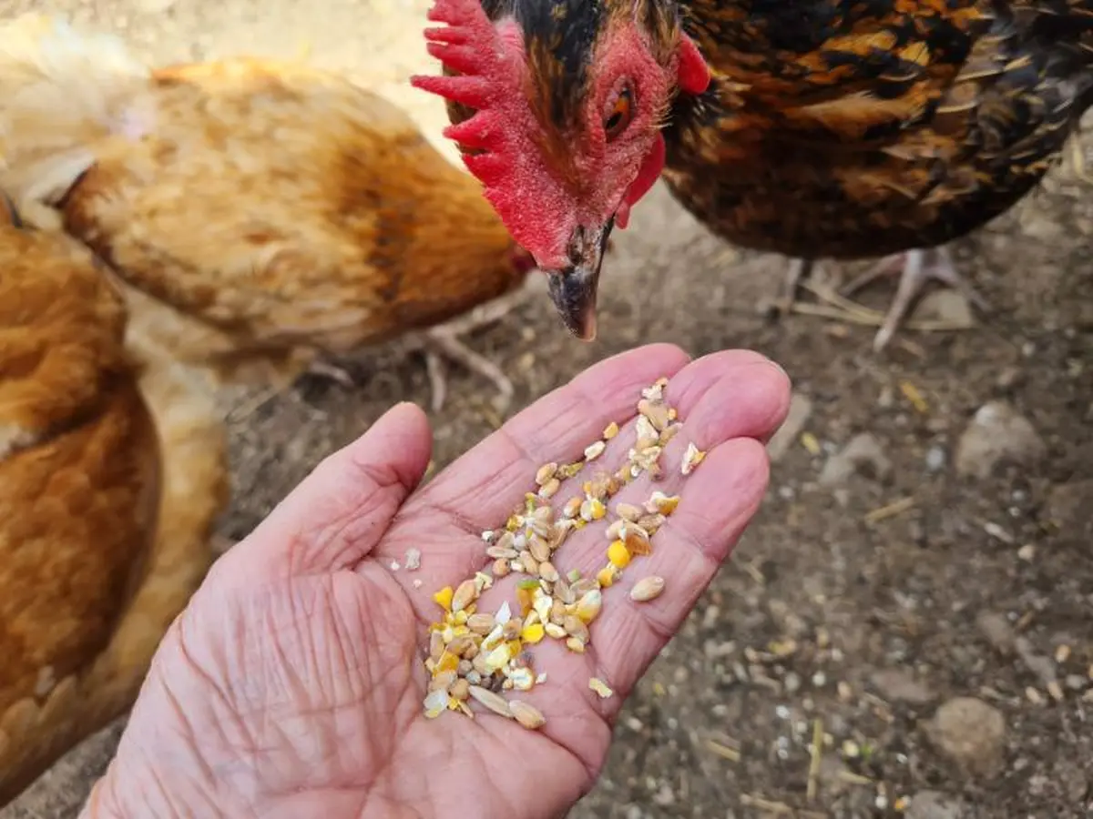 Visite guidée de la ferme