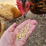 Visite guidée de la ferme