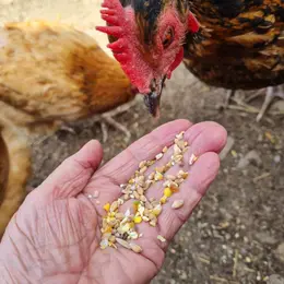 Visite guidée de la ferme