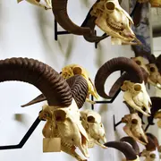 Visite Guidée - Découvrir Le Muséum D'Histoire Naturelle
