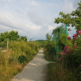 Visite guidée des jardins familiaux Les Arpents