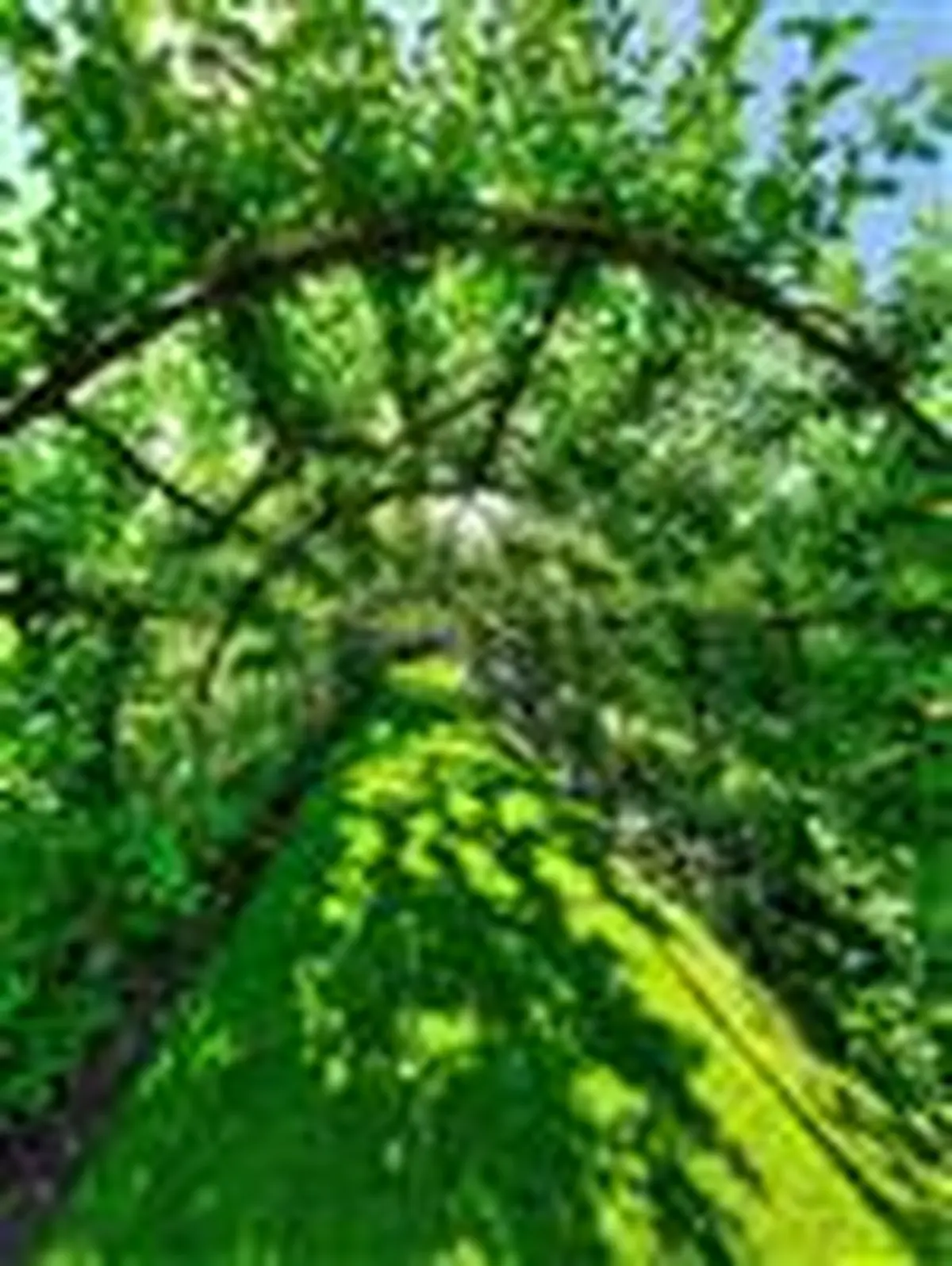 Visite guidée du jardin du Plessis Sasnières avec son propriétaire !