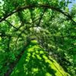 Visite guidée du jardin du Plessis Sasnières avec son propriétaire !