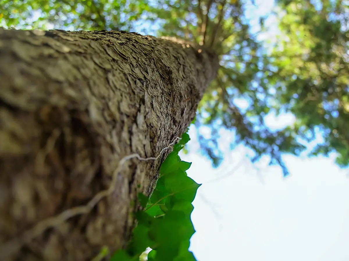 Visite guidée du patrimoine arboré du parc Calouste Gulbenkian