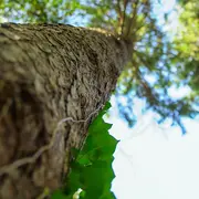 Visite guidée du patrimoine arboré du parc Calouste Gulbenkian
