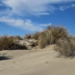 Visite guidée du sentier de la dune - CPIE