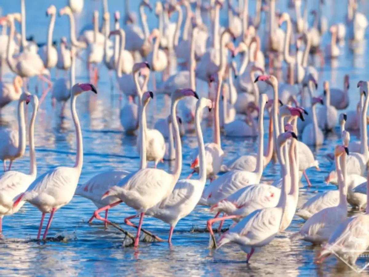 Visite guidée insolite d'une demi-journée en Camargue (30)