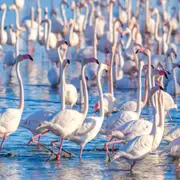 Visite guidée insolite d'une demi-journée en Camargue (30)
