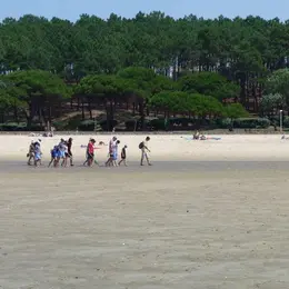 Visite guidée : La vie secrète du banc de sable de Pereire