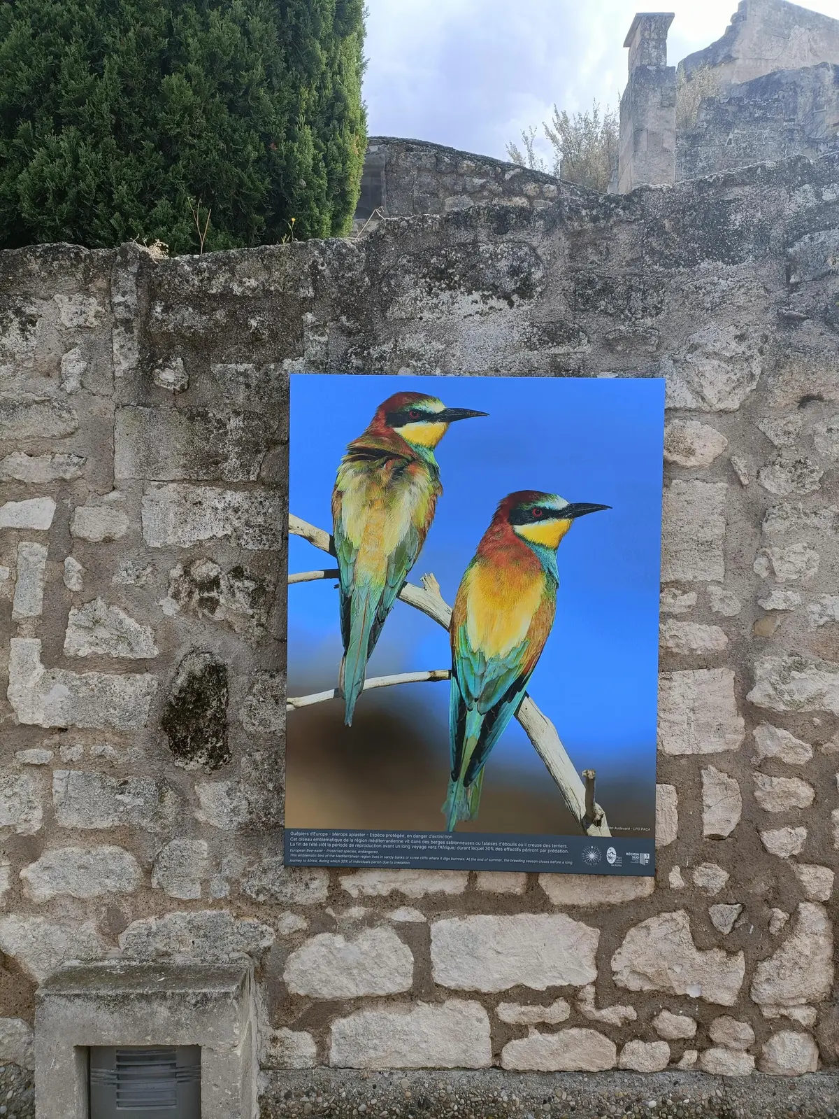 Visite guidée Les Alpilles par nature : voyage photographique au cœur de la biodiversité