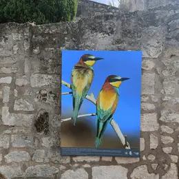 Visite guidée Les Alpilles par nature : voyage photographique au cœur de la biodiversité