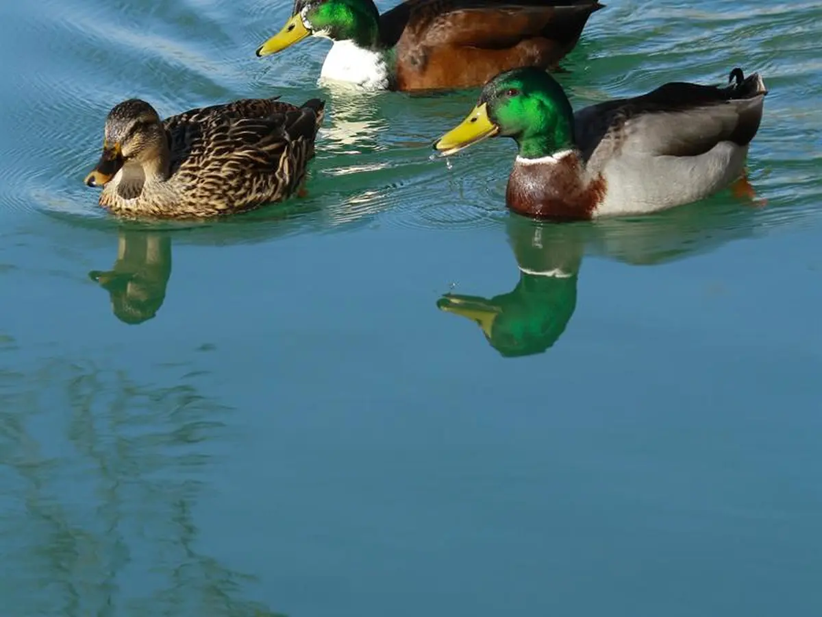 Visite guidée : Les animaux dans la ville !