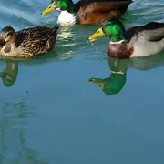 Visite guidée : Les animaux dans la ville !