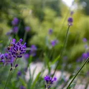 Visite guidée « Les jardins du XIXe siècle »