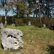 Visite guidée : les secrets de la forêt landaise