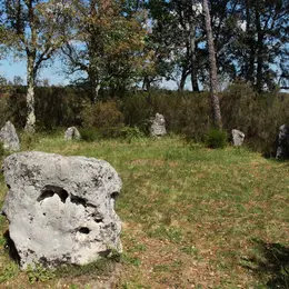Visite guidée : les secrets de la forêt landaise