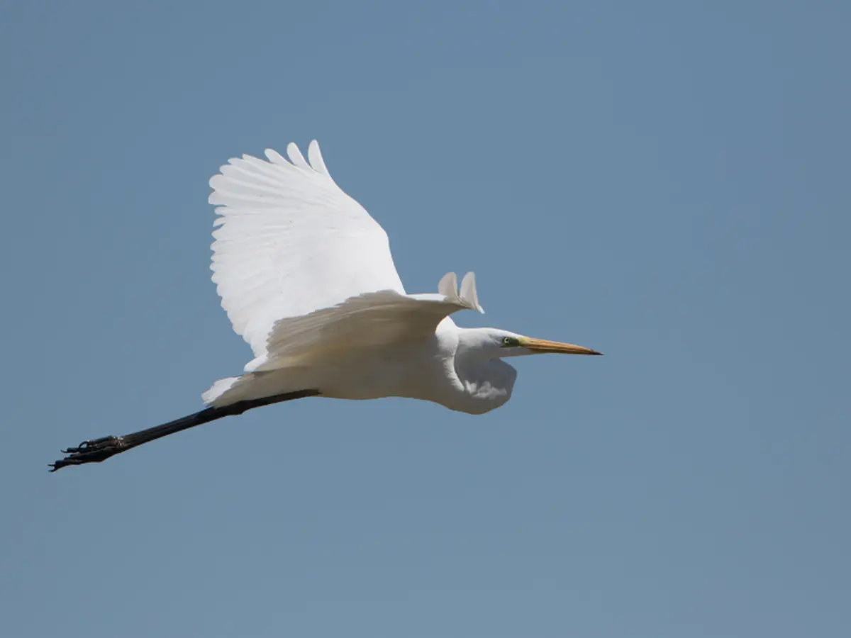 Visite guidée ornithologique Oiseaux d'ici et d'ailleurs