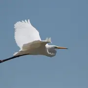 Visite guidée ornithologique Oiseaux d'ici et d'ailleurs