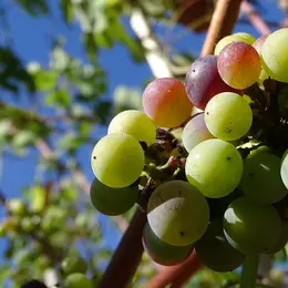 Visite guidée patrimoniale : du Parc Izadia aux vignes d’Anglet