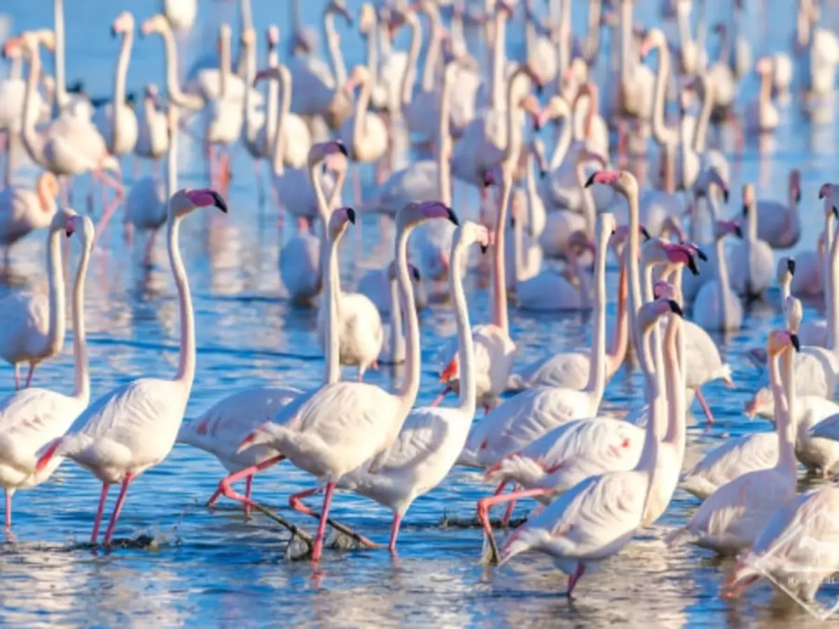 Visite guidée privée insolite en Camargue (30)