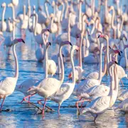 Visite guidée privée insolite en Camargue (30)