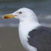 Visite guidée : Reconnaissance des mouettes et goélands en front de mer