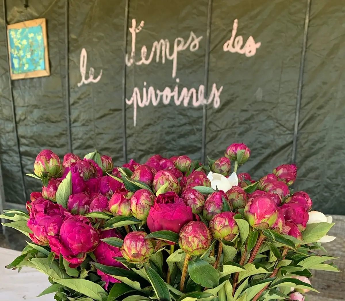 Visite guidée : Un champ de pivoines