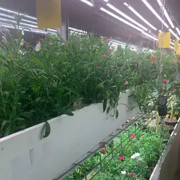 Visite guidée : Une ferme urbaine bio dans les souterrains de Paris
