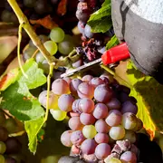 Visite guidée : Vin et dégustations