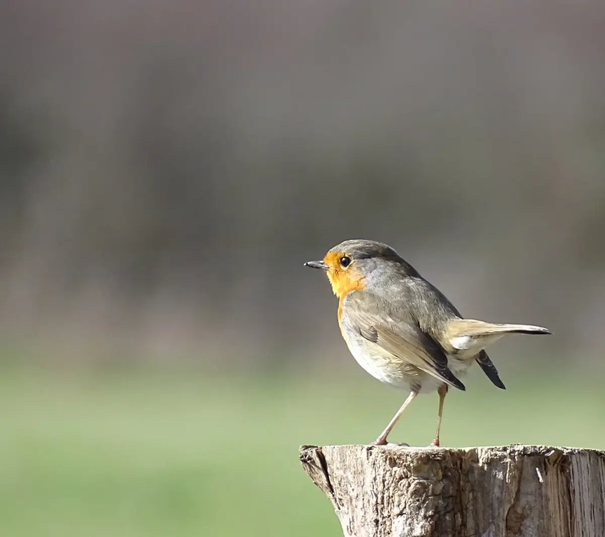 Visite Le chant des oiseaux