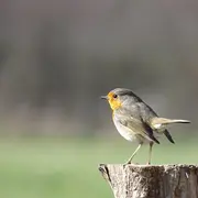 Visite Le chant des oiseaux