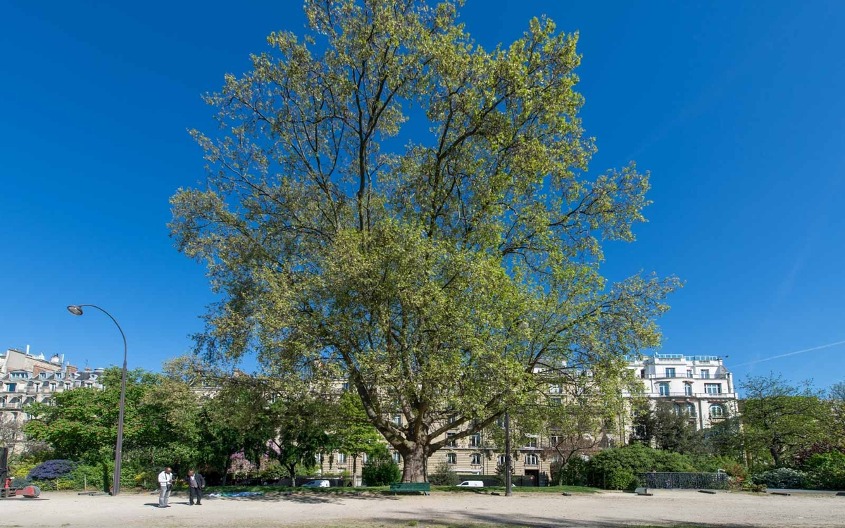Visite Les jardins Avenue Foch