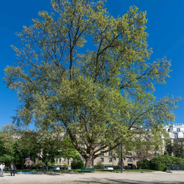Visite Les jardins Avenue Foch