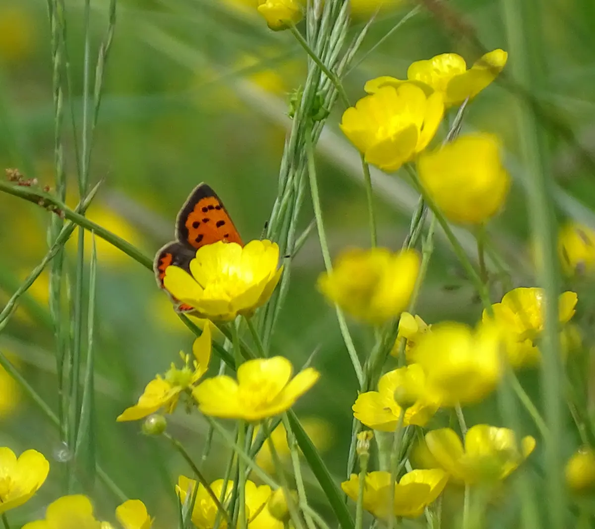 Visite Les papillons du bocage