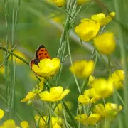 Visite Les papillons du bocage