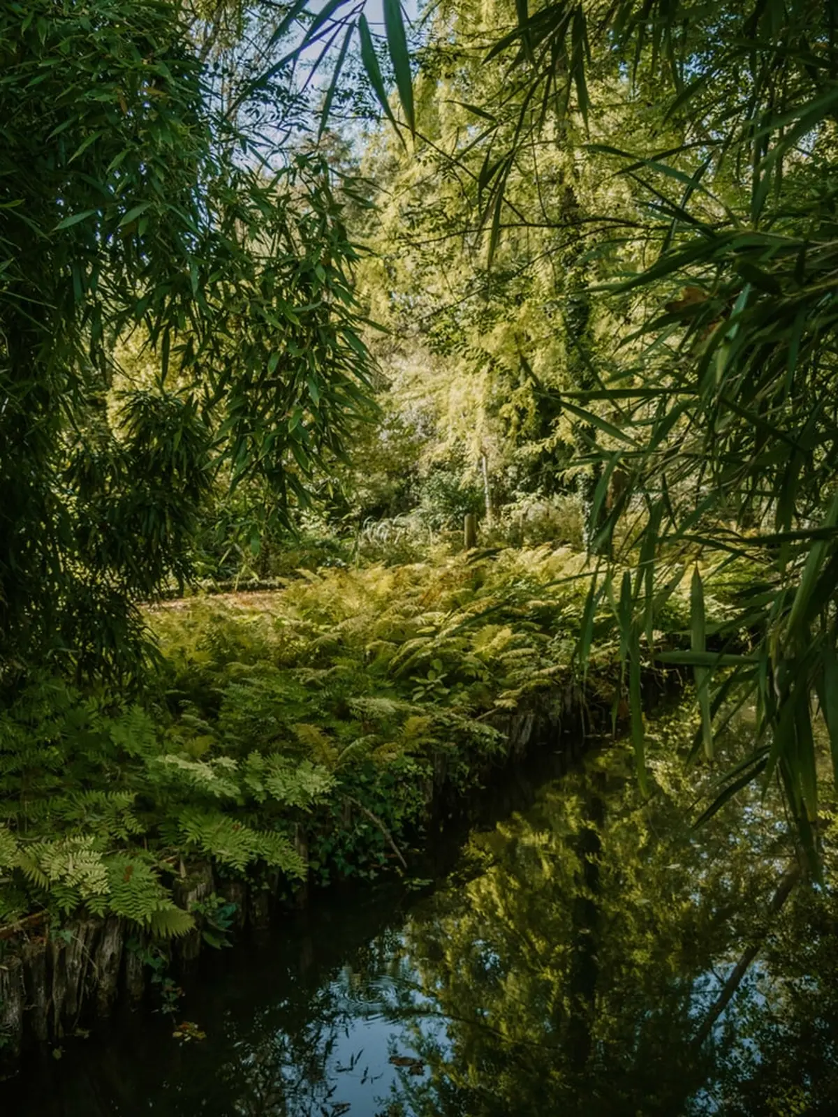 Visite libre de l’Arboretum d’Ilex