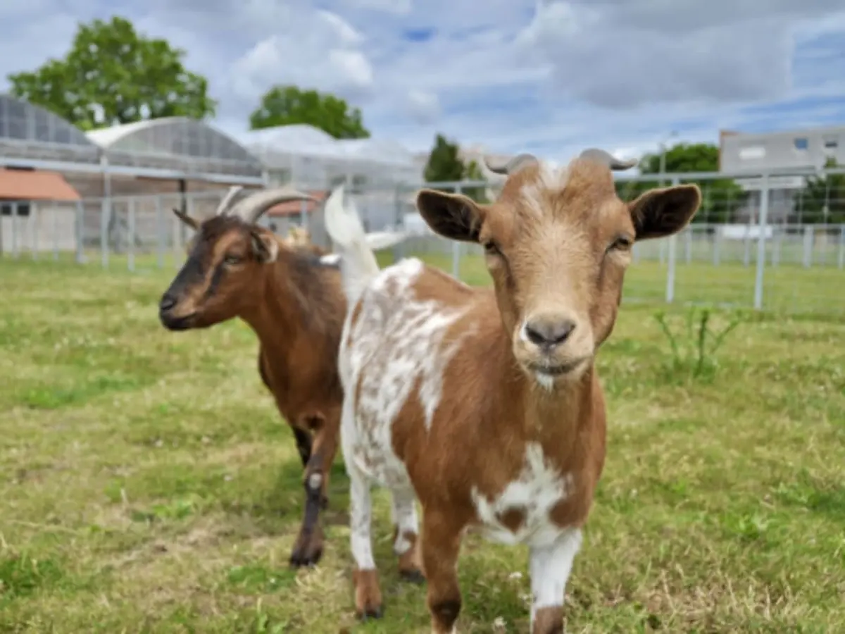 Visite libre de la Ferme de Gally St-Denis