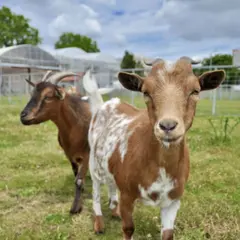 Visite libre de la Ferme de Gally St-Denis