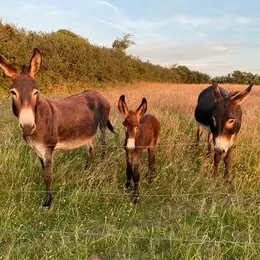 Visite libre de la Ferme des Monts