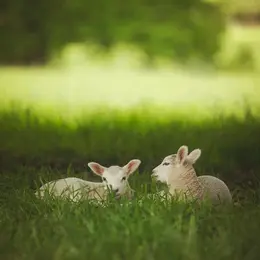 Visite libre de la ferme La Parenthèse