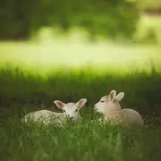 Visite libre de la ferme La Parenthèse