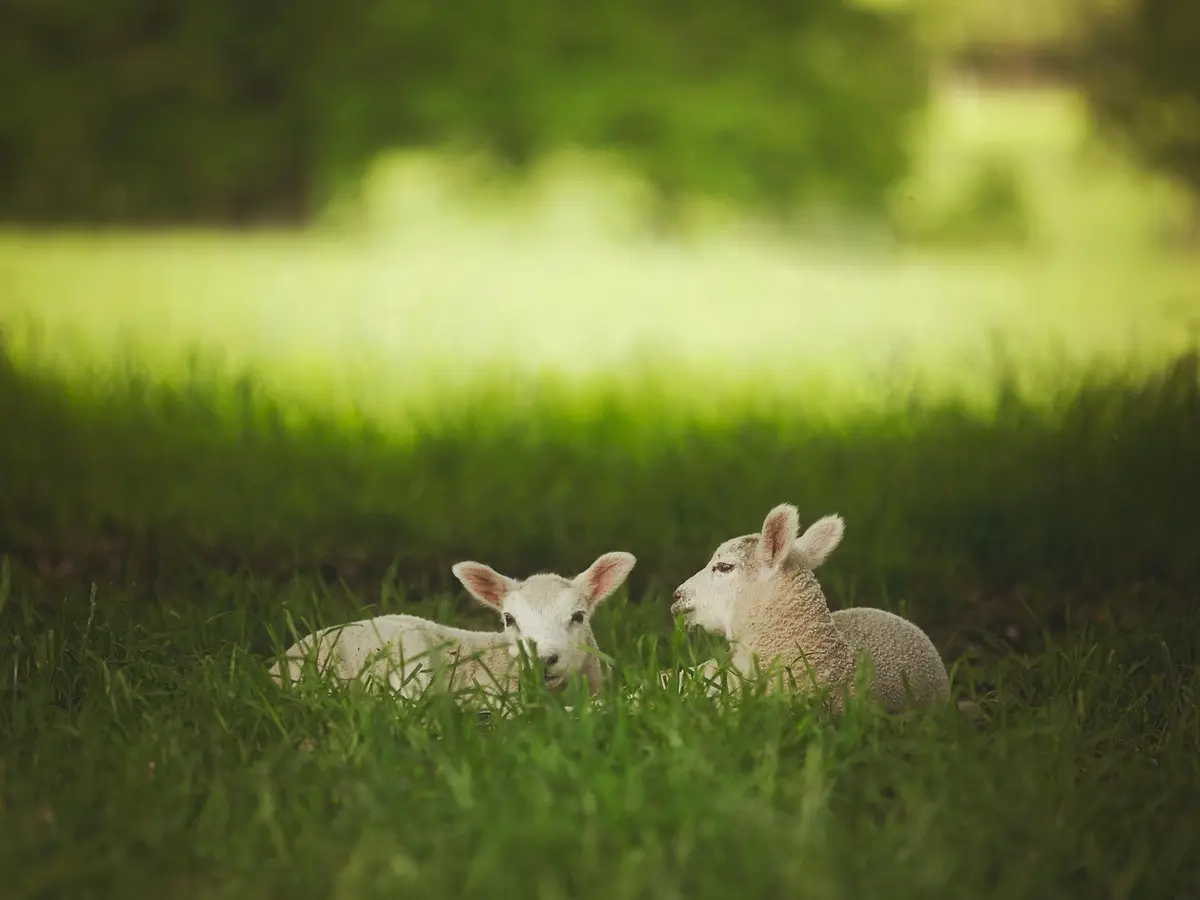 Visite libre de la ferme La Parenthèse