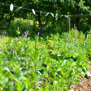 Visite libre du Jardin des Sens - Rendez-vous aux Jardins